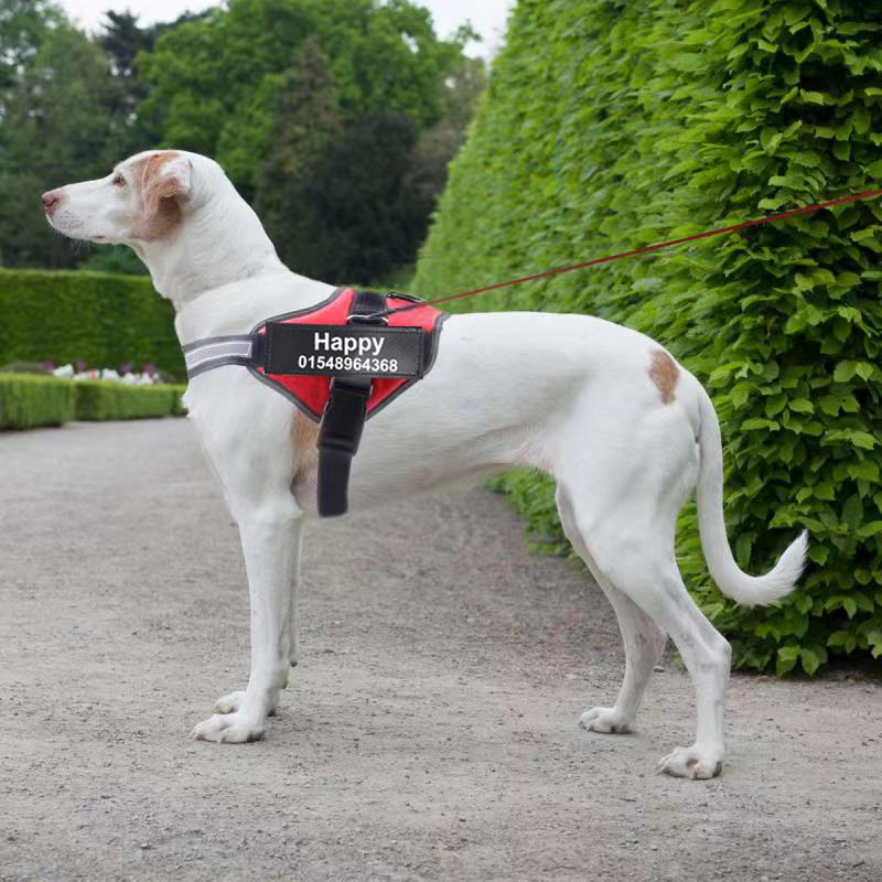 Dog wearing the anti-pull harness during a forest walk