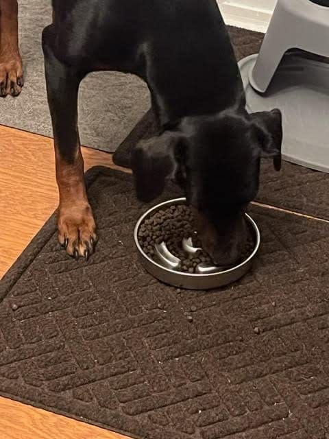 Pet eating from a stainless steel bowl