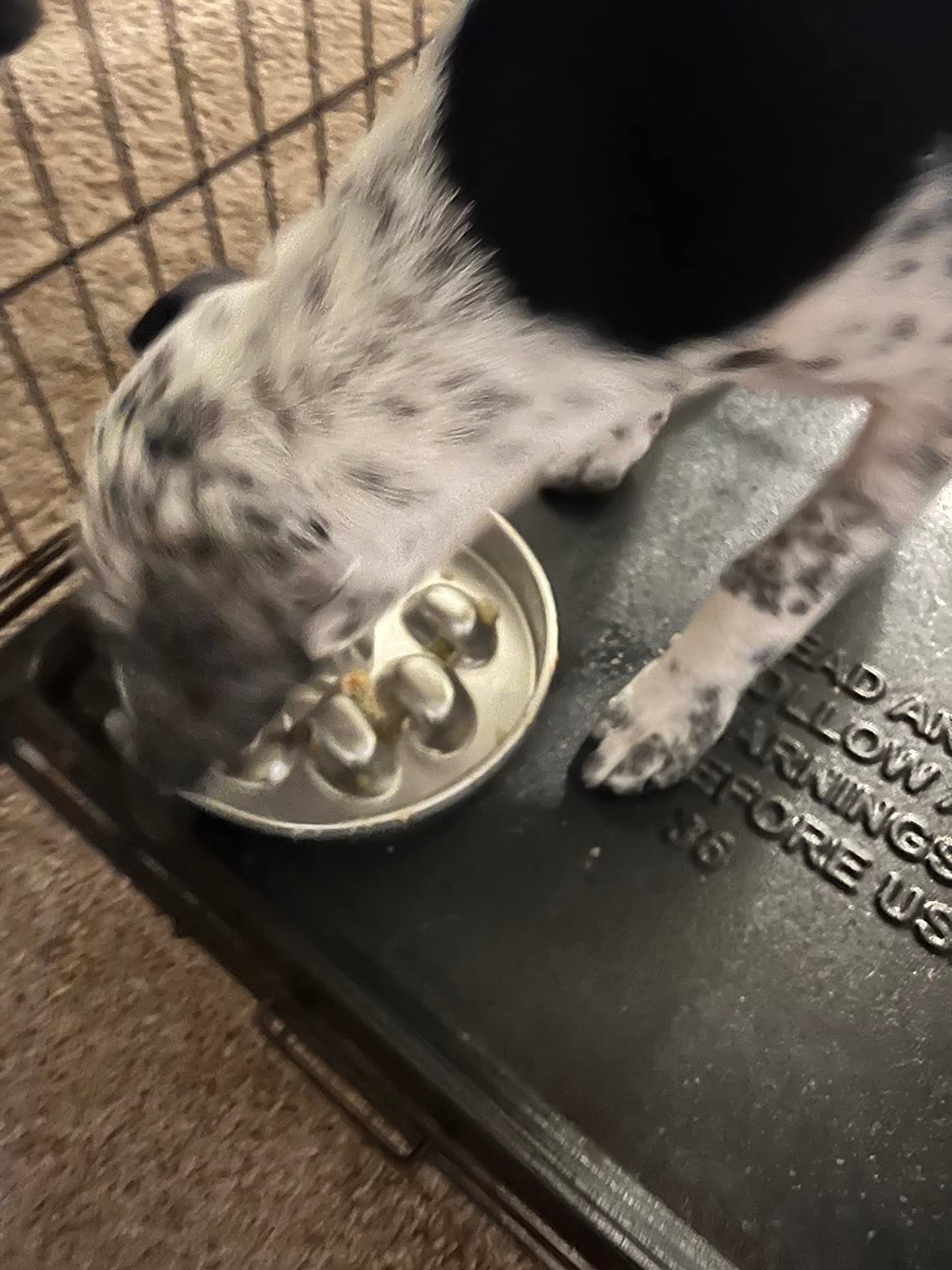 Close-up of the MeloPet bowl with dog food