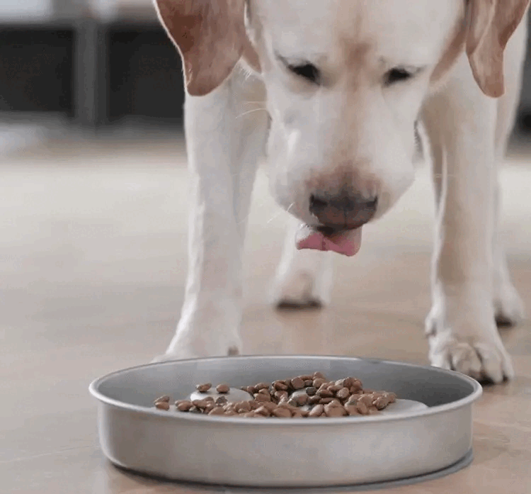Pet enjoying meal with MeloPet slow-feed bowl