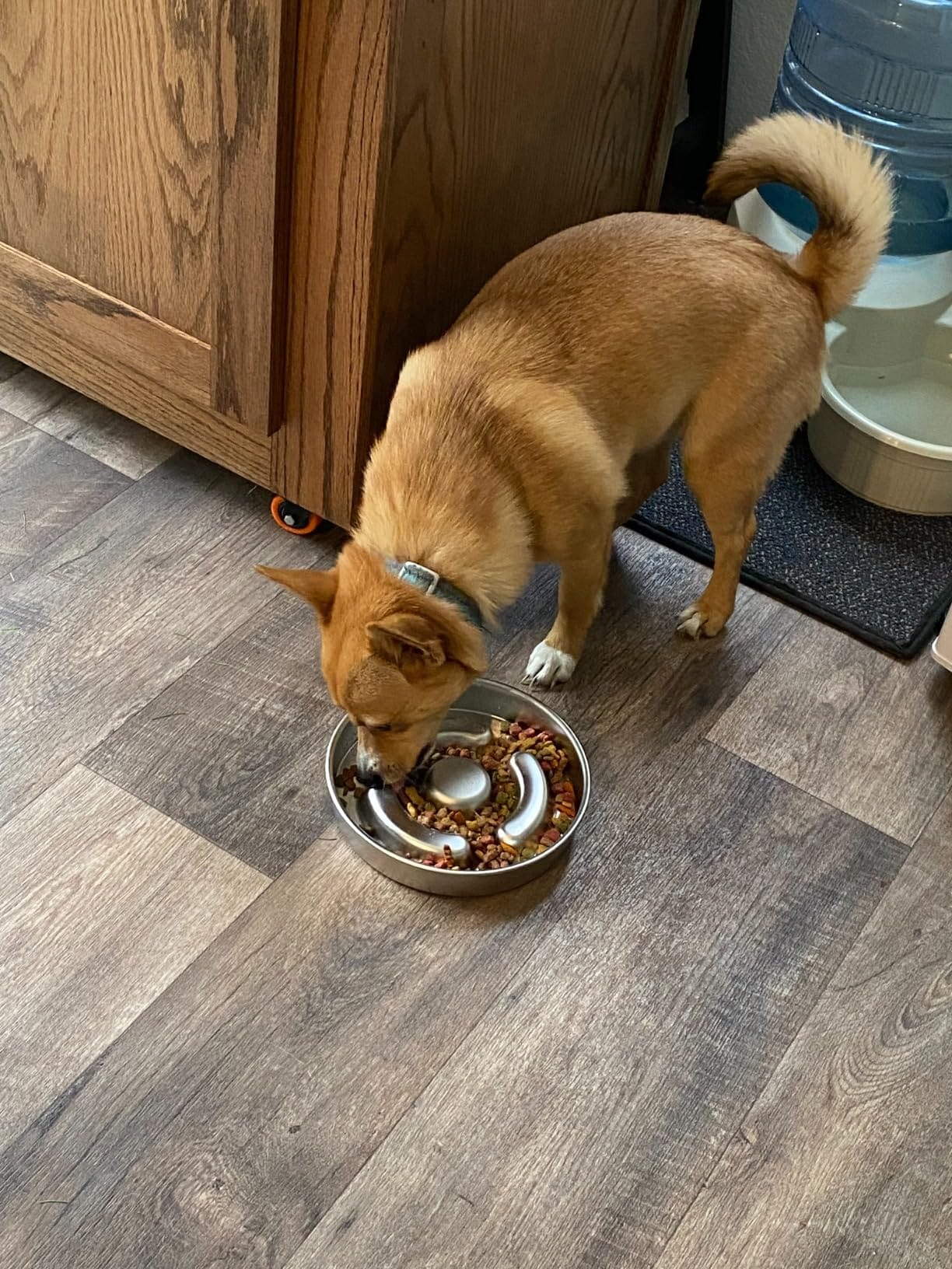 Dog enjoying a meal with a stable bowl