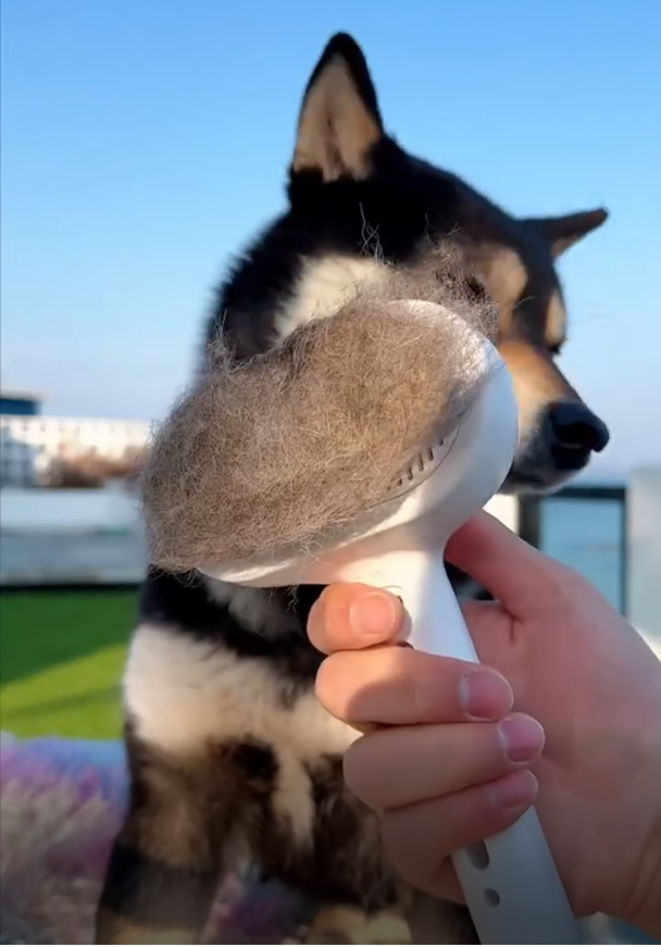 استخدام الفرشاة على فرو الحيوان