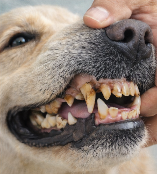 Pet with plaque and tartar before using MintGuard