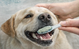 Brushing pet's teeth with powder