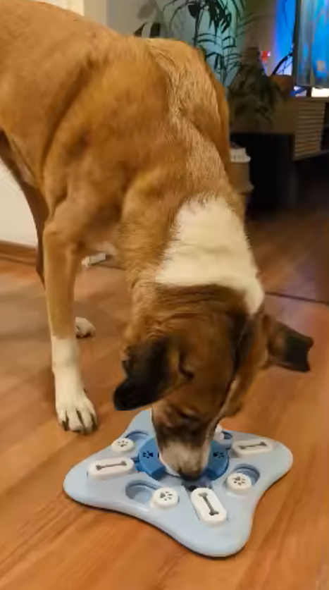 Dog playing with interactive toy