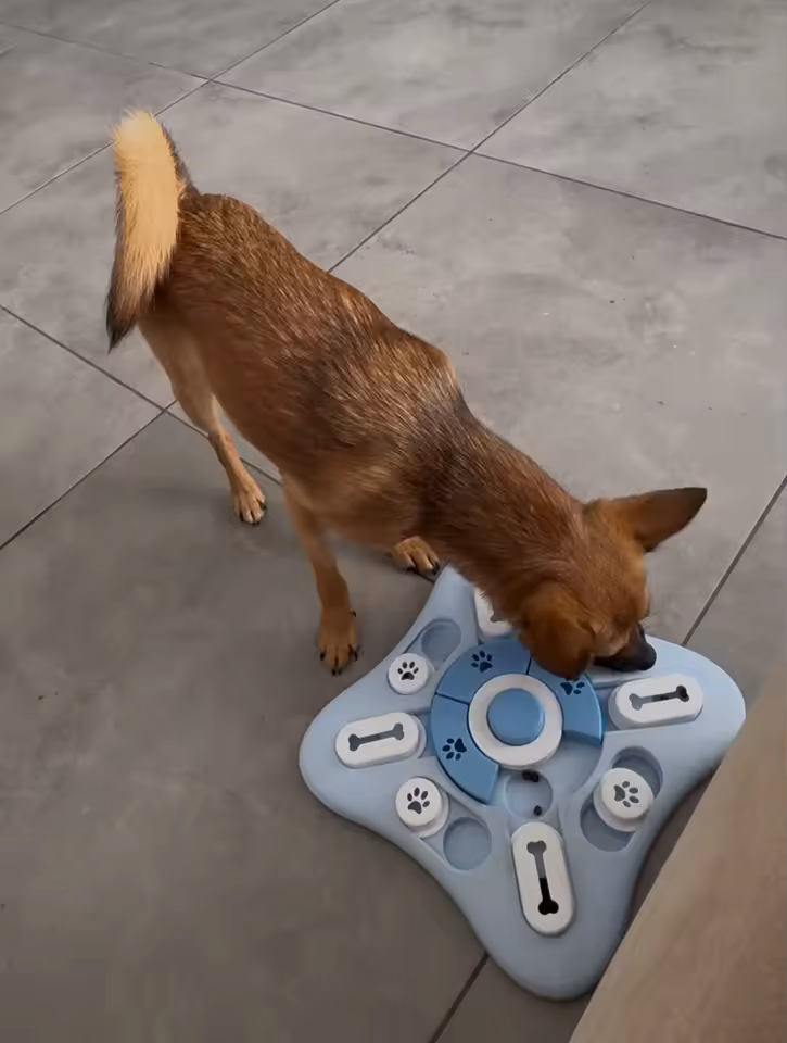 Dog interacting with educational toy