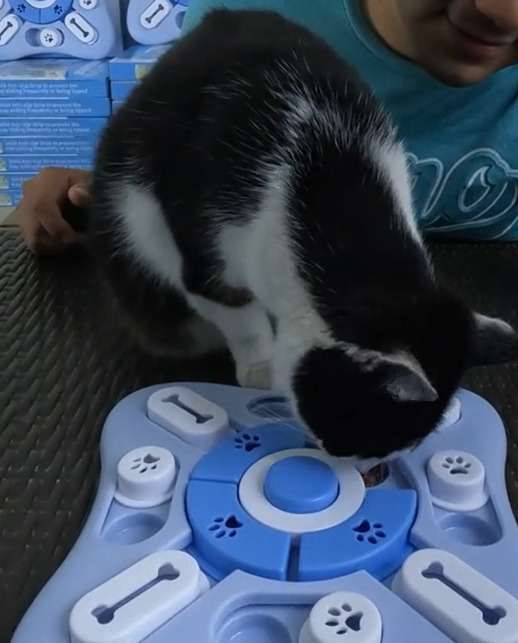 Pet rewarded after play