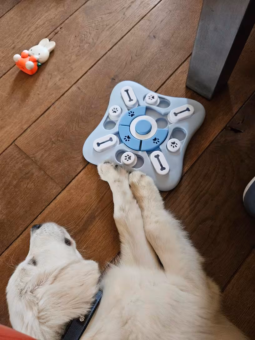 Pet enjoying interactive play