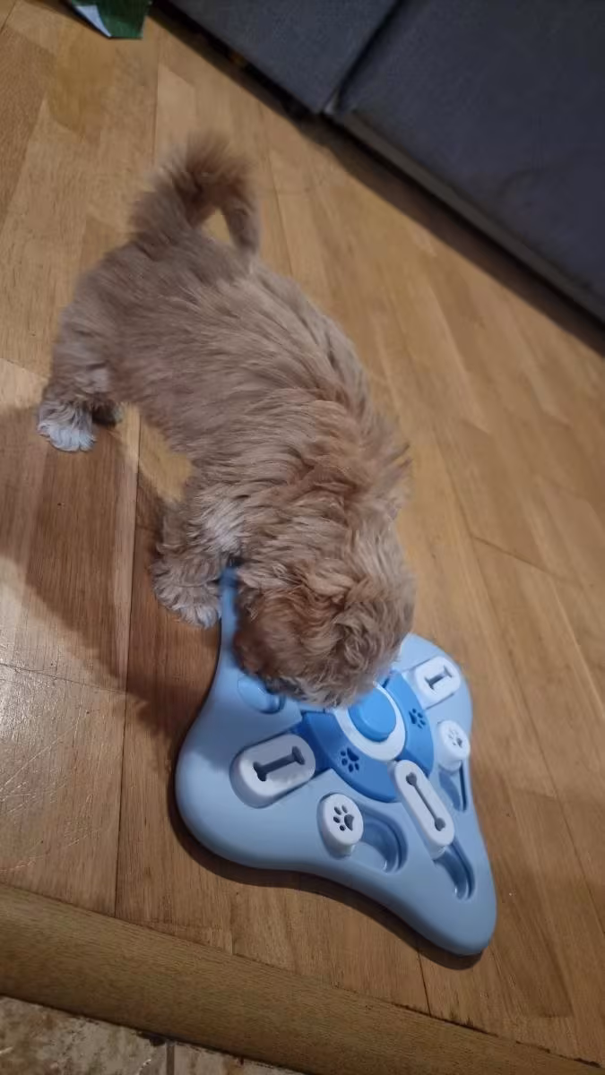 Pet enjoying puzzle feeder