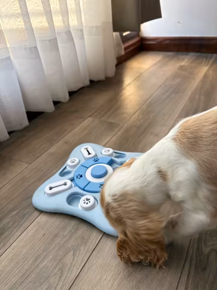 Dog using puzzle feeder