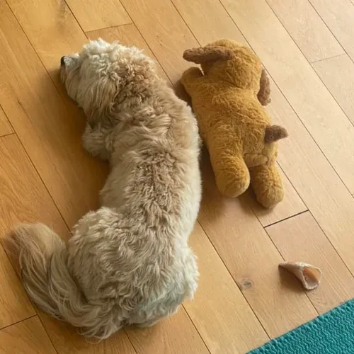 Serene puppy resting peacefully