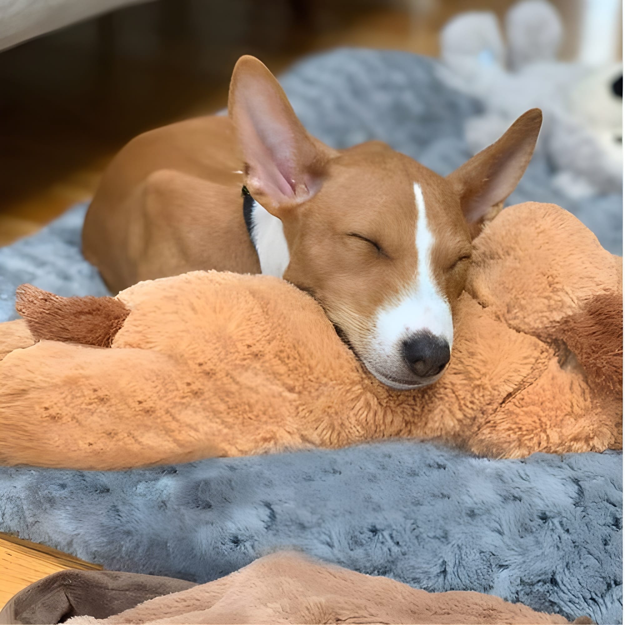 Puppy feeling comforted by the plush toy