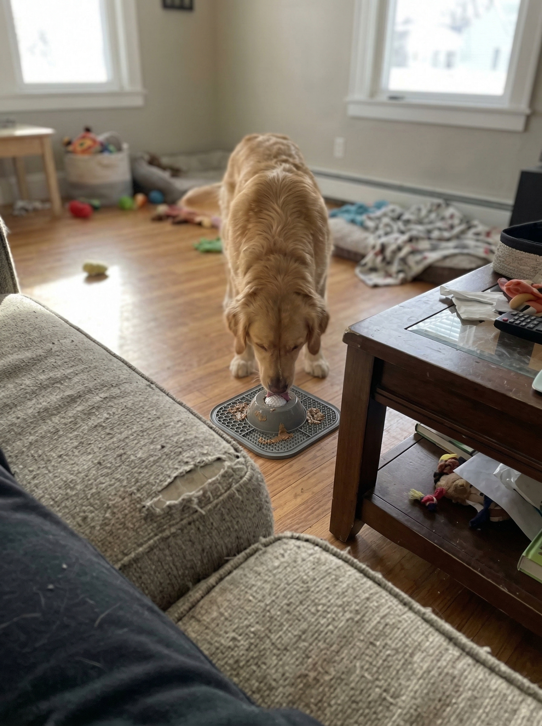 Cat focused on the LickSpin Pro