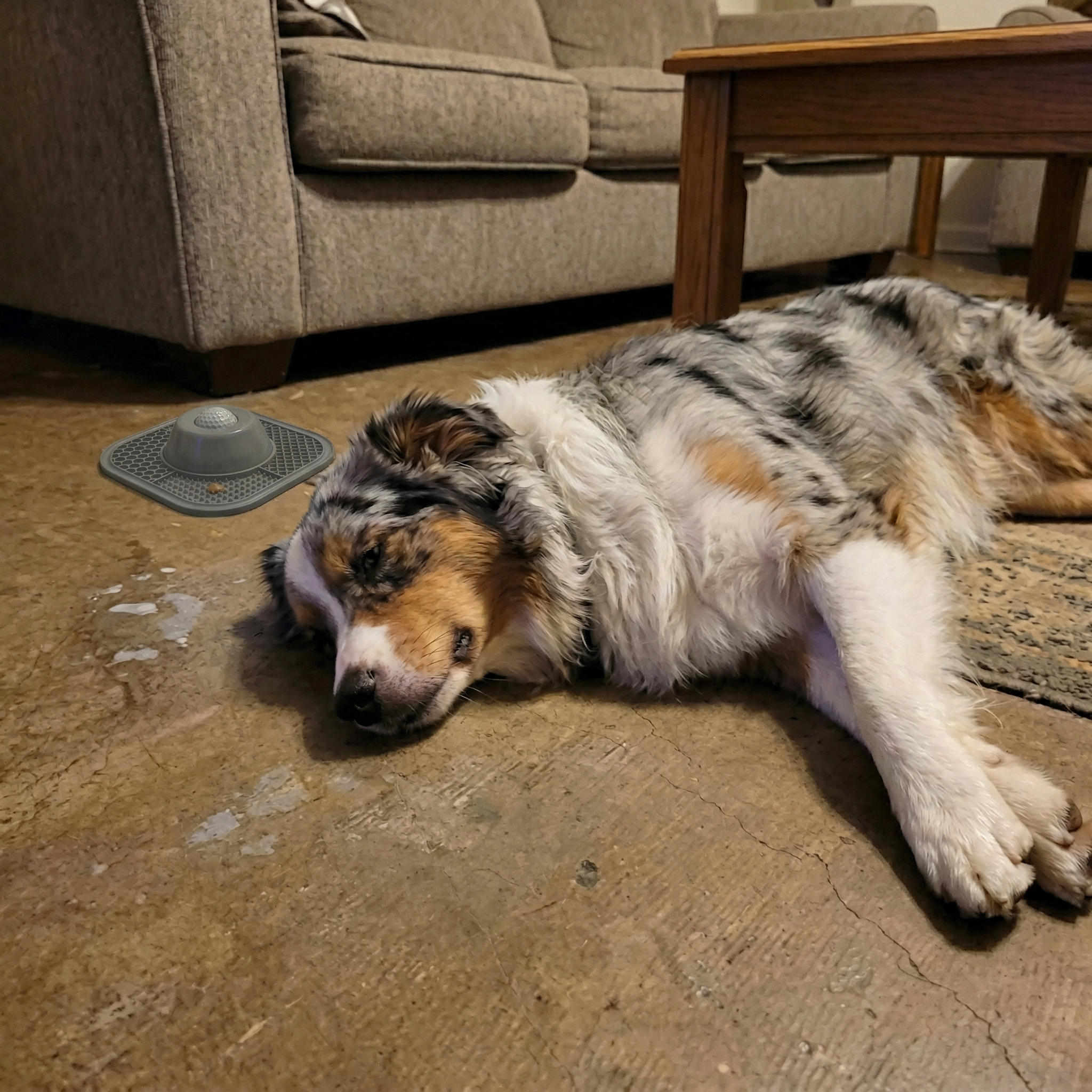 Close-up of LickSpin Pro with pet food