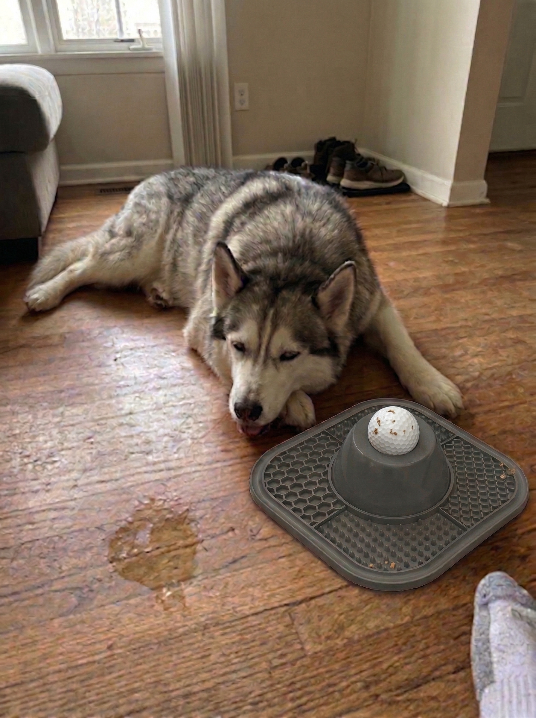 Happy dog enjoying the LickSpin Pro