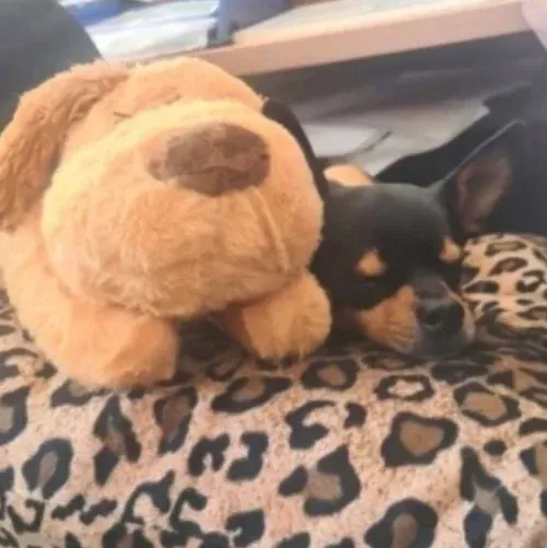 Puppy happily resting with calming aid
