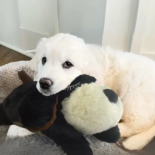 Puppy showing signs of reduced anxiety