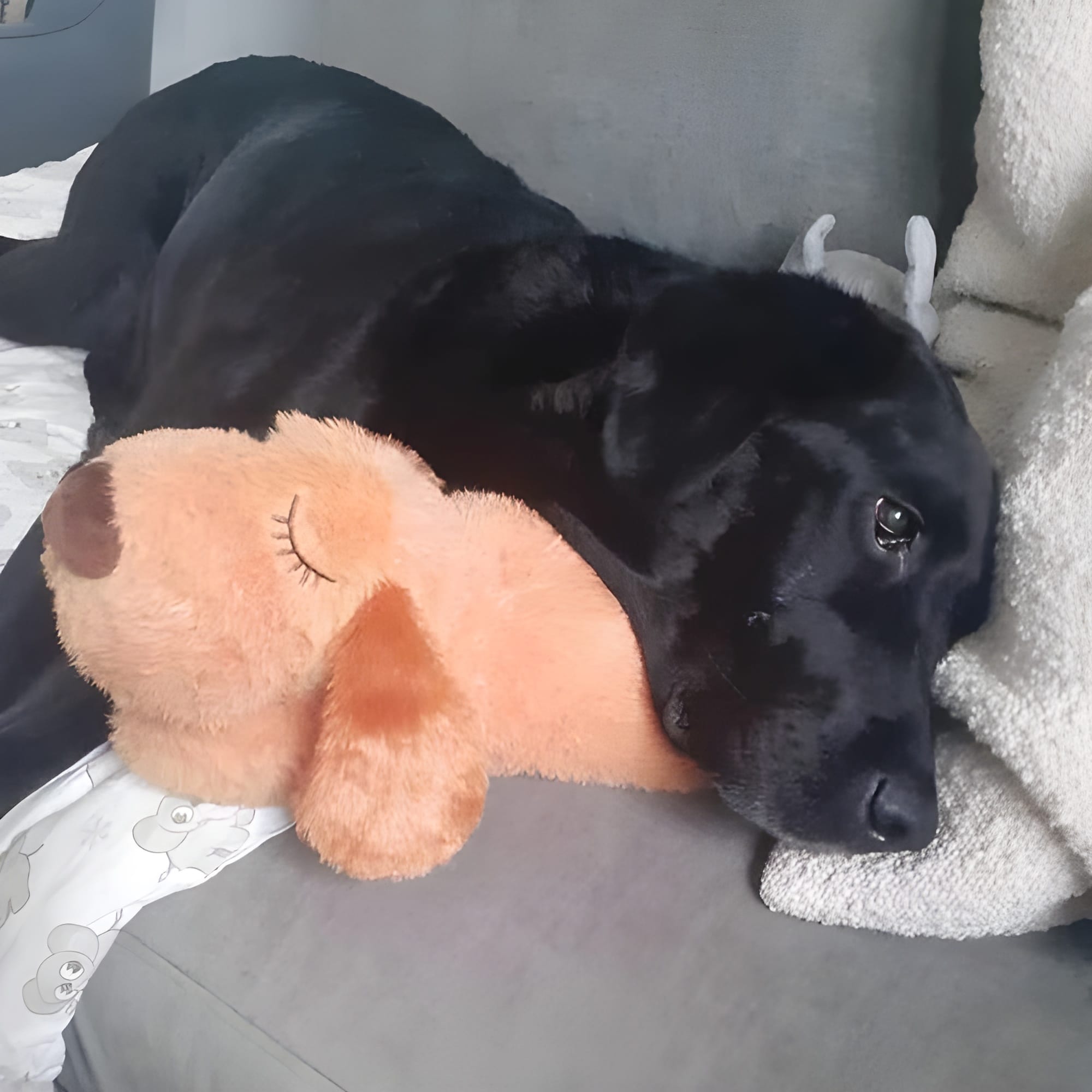 Puppy snuggling with plush calming device