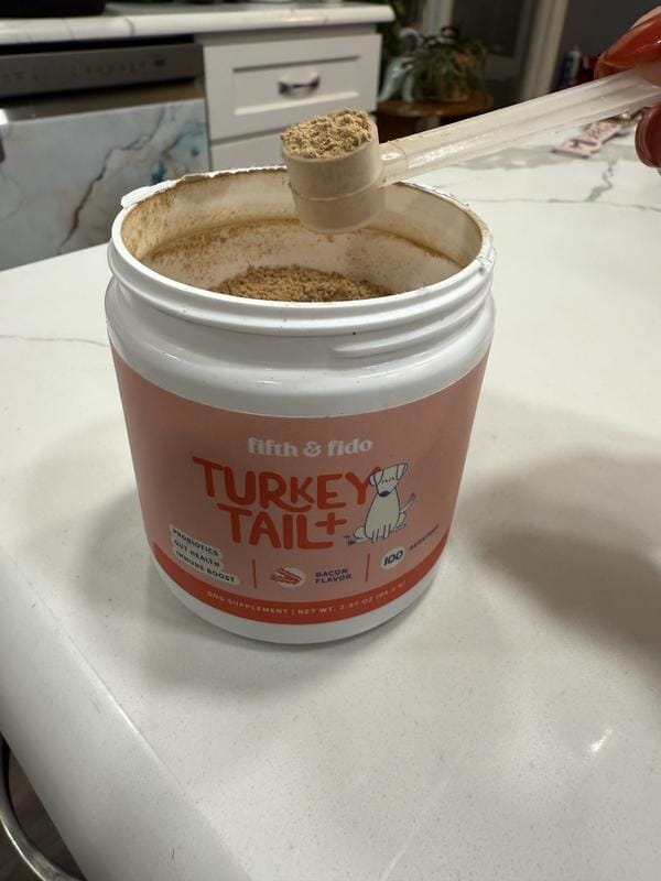 Photo d'un vieux chien Labrador plus vif et plein d'énergie après avoir pris Turkey Tail+.