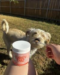 Photo d'un Bouvier Bernois dont les grosseurs ont diminué grâce à Turkey Tail+.