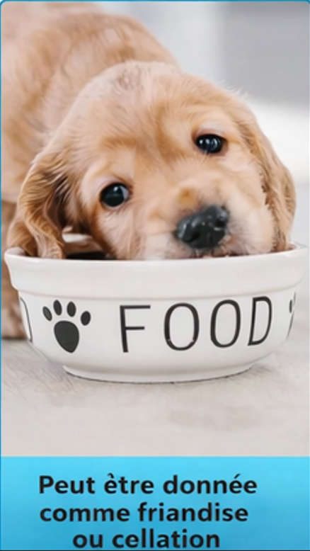 Image représentant une consultation vétérinaire