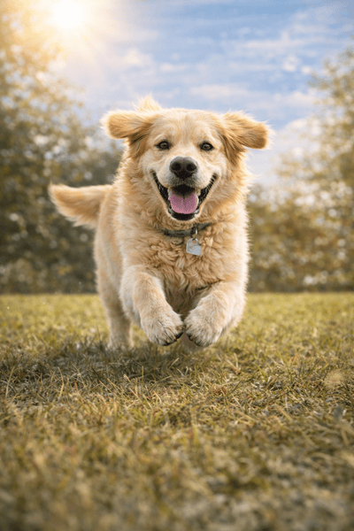 Dog looking energetic and healthy after using the product