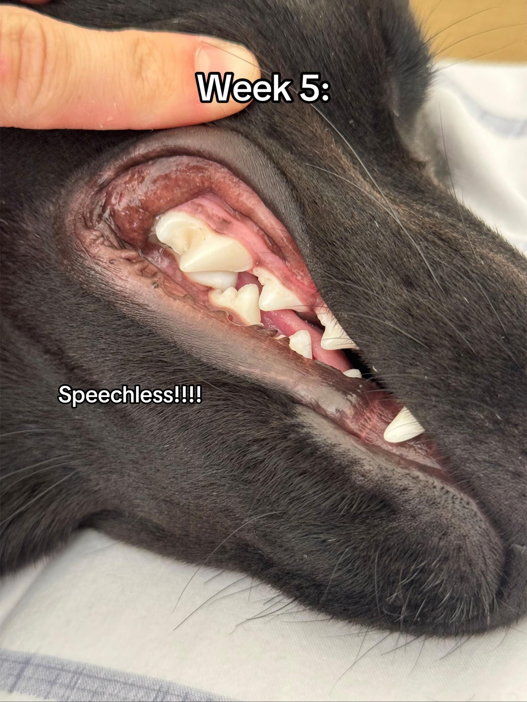 Pet with healthy teeth after using SnoutMint dental powder