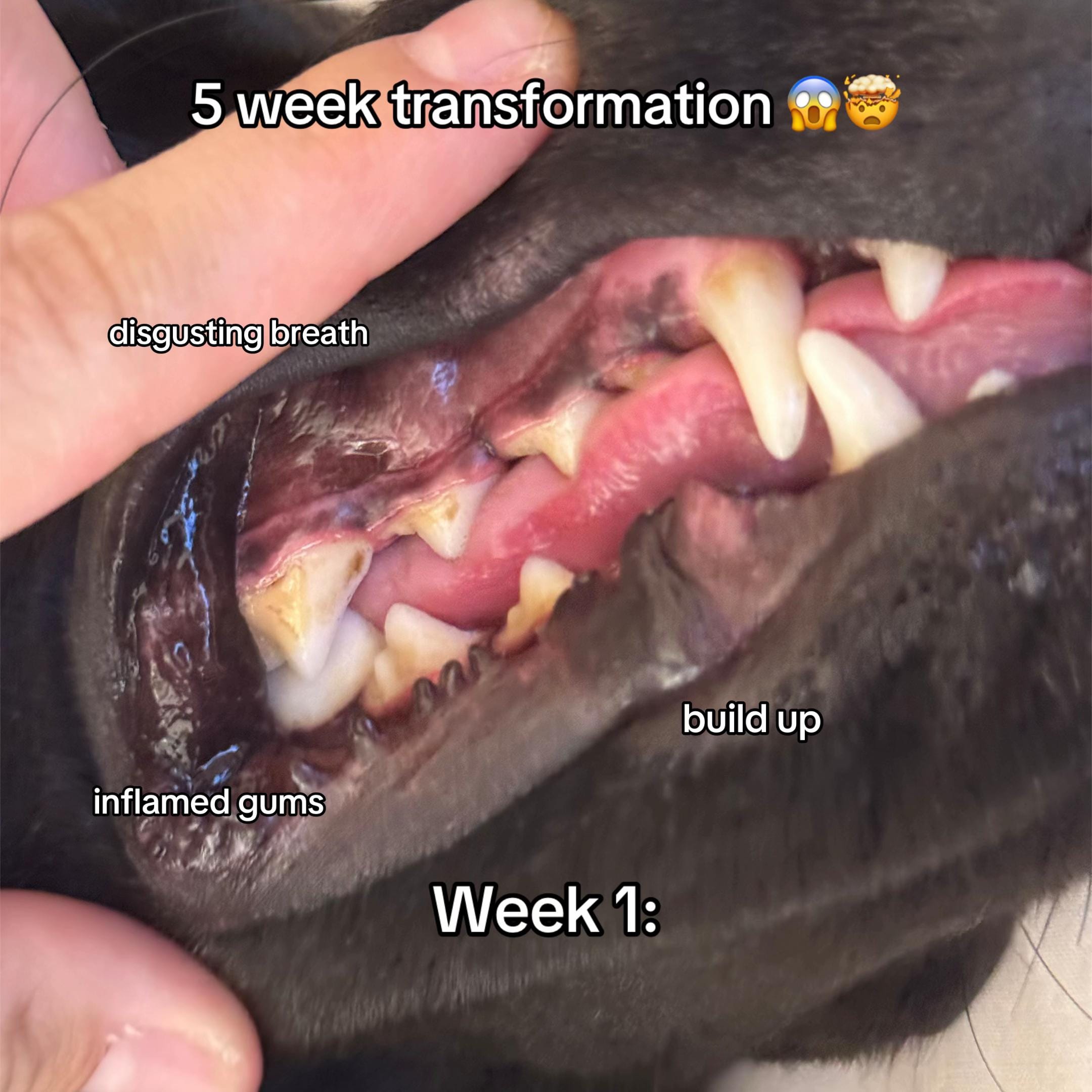 Pet with plaque and tartar buildup before using SnoutMint dental powder