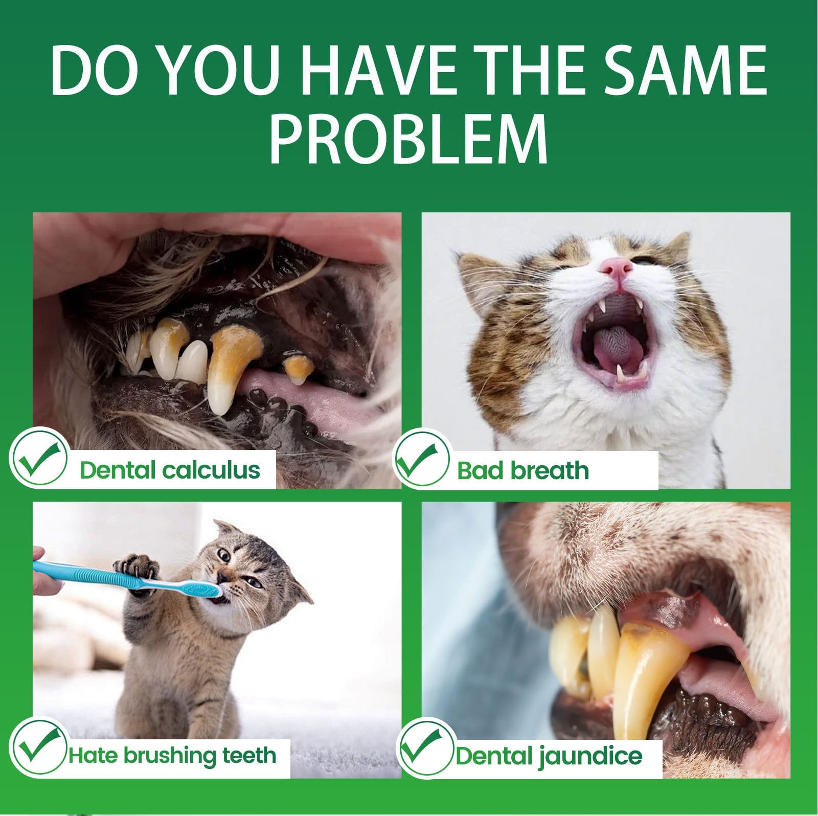 Cat eating food with dental powder