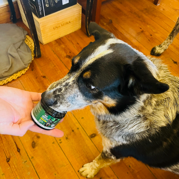 Close-up of a dog's healthy teeth after using SnoutMint
