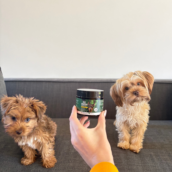 Close-up of SnoutMint powder sprinkled on pet food