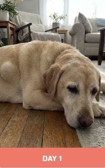 Dog with visible fatty lumps before using the supplement