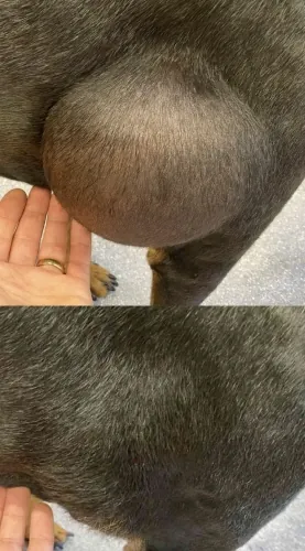 Image of a veterinarian examining a pet