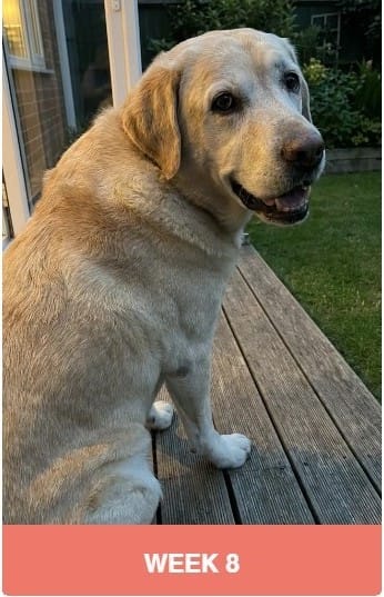 Dog with reduced fatty lumps after using the supplement