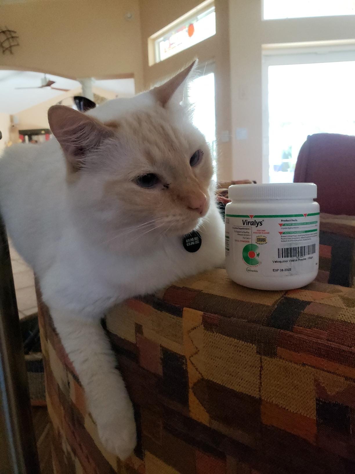 Cat with clear eyes after using lysine powder