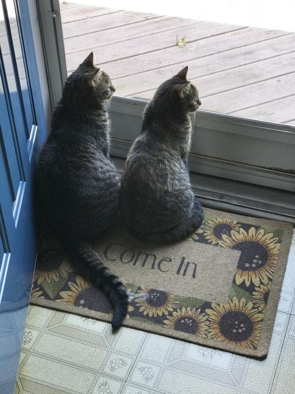 Healthy cats with strong immune systems