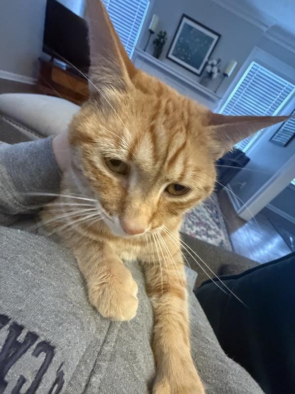 Cat feeling better with reduced sneezing