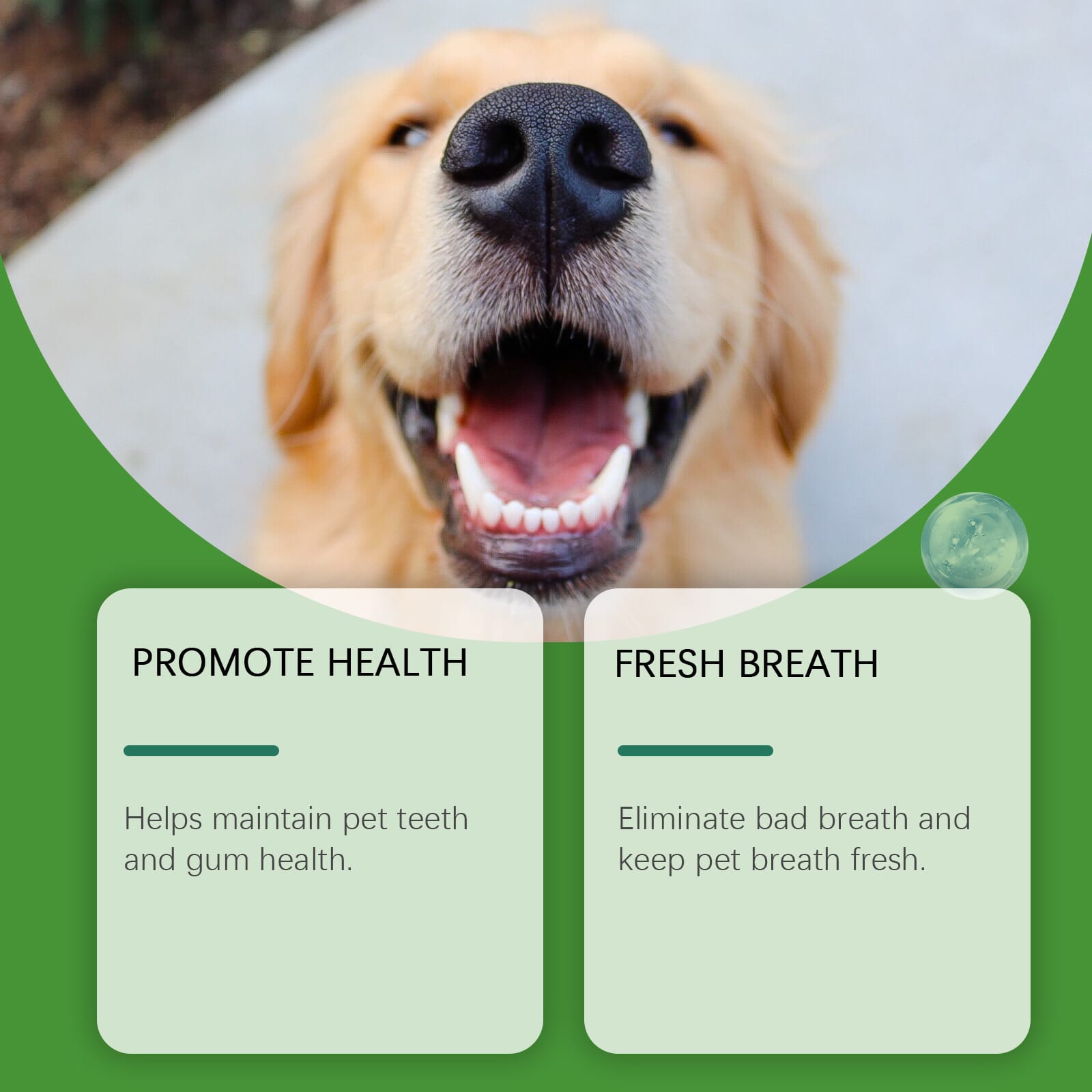 Close up of healthy gums and clean teeth on a happy dog.