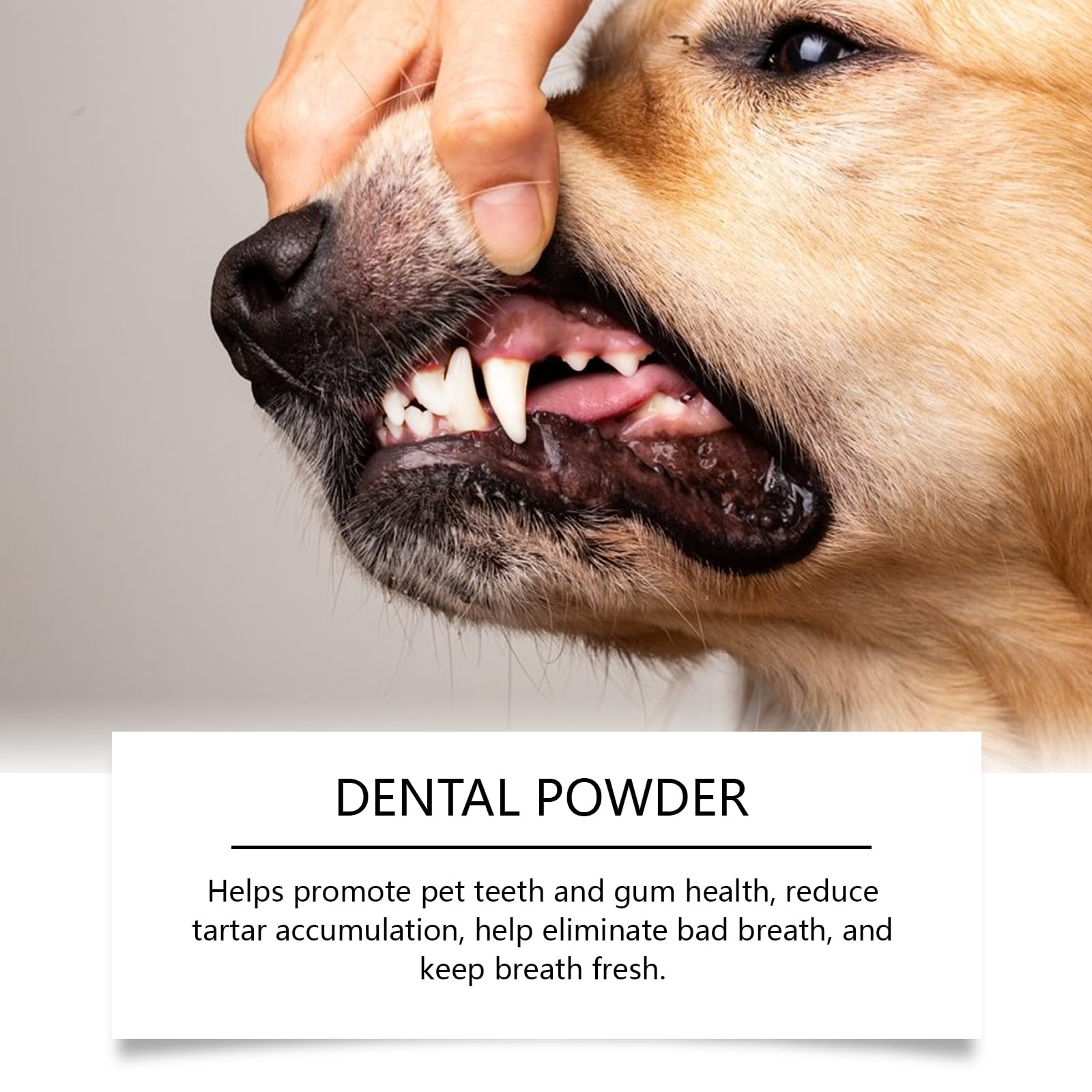 A happy healthy dog with a bright clean smile and shiny white teeth.