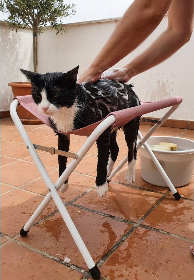 Perro grande en hamaca resistente