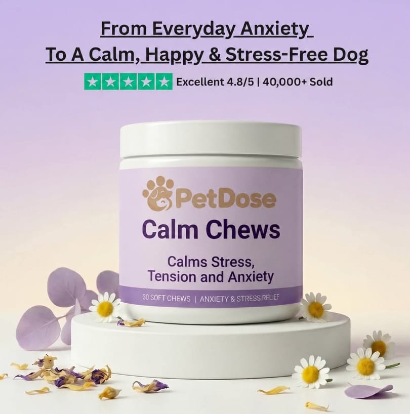 A happy dog chewing on a durable, soothing chew toy designed for stress relief.