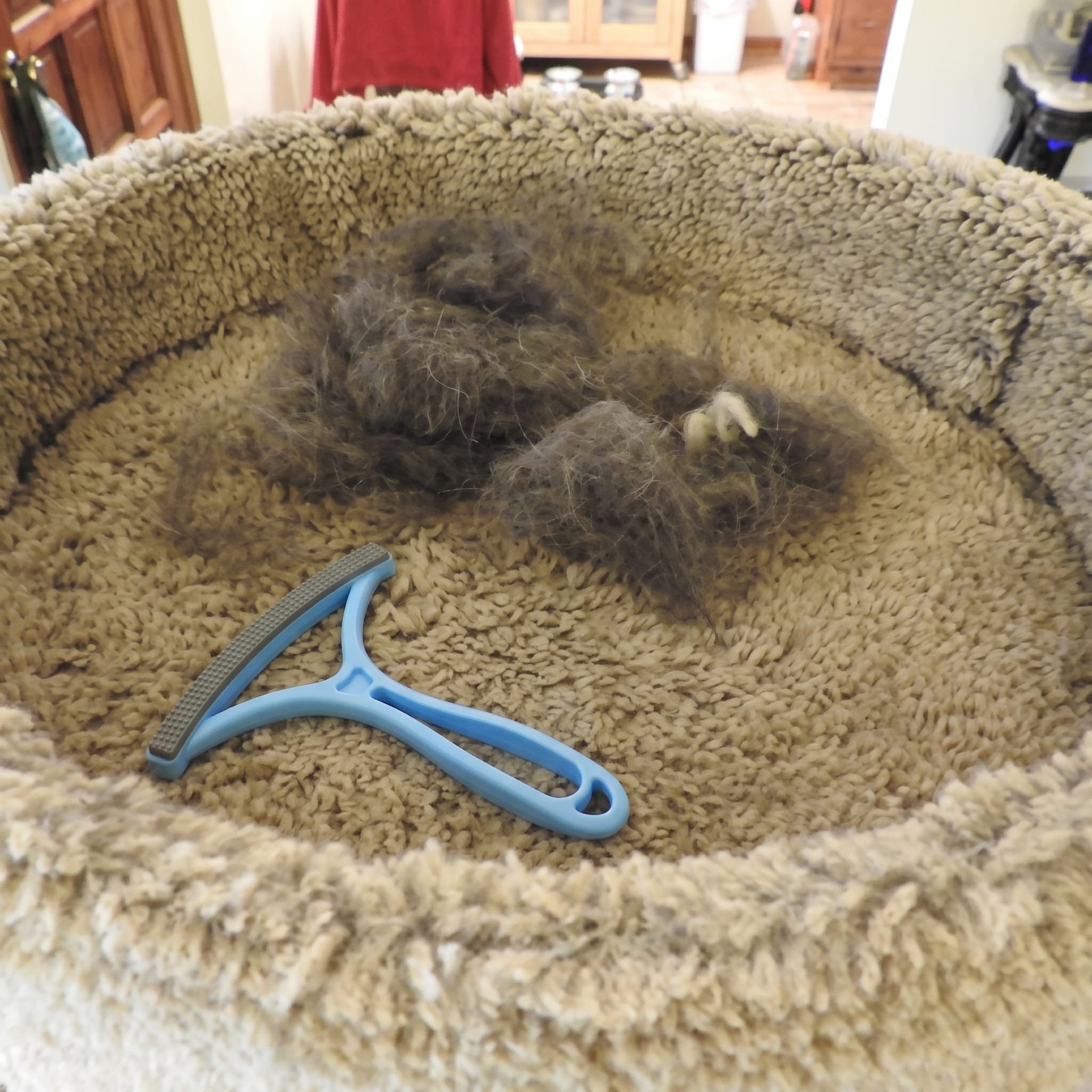 Happy pet owner holding clean fabric